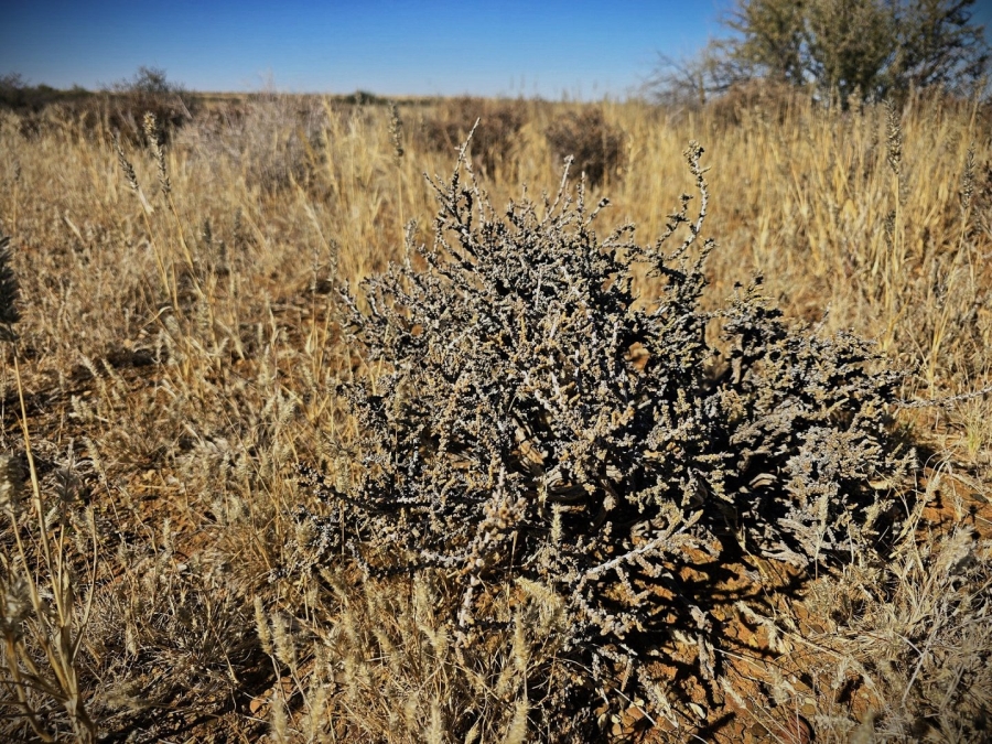 Commercial Property for Sale in Calvinia Rural Northern Cape